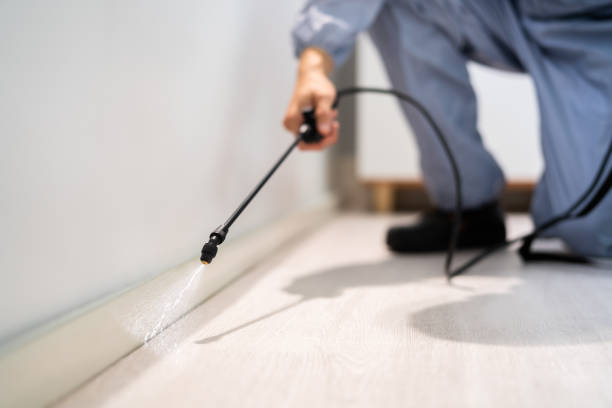 Professional exterminator conducting IPM assessment in Bluffton