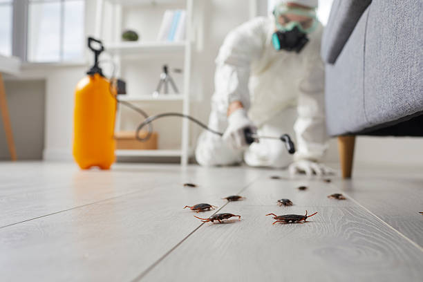 Post-Treatment Bed Bug Interceptor Monitoring in Bluffton